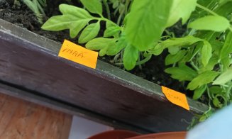 Grădina urbană cu răsaduri din... balconul de la etajul 8. Ce spune cuplul de pensionari din Mănăştur despre pasiunea lor