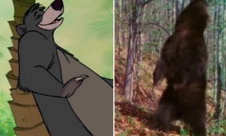 Baloo de România! Scena cu ursul din "Cartea junglei", jucată într-o pădure din vestul țării