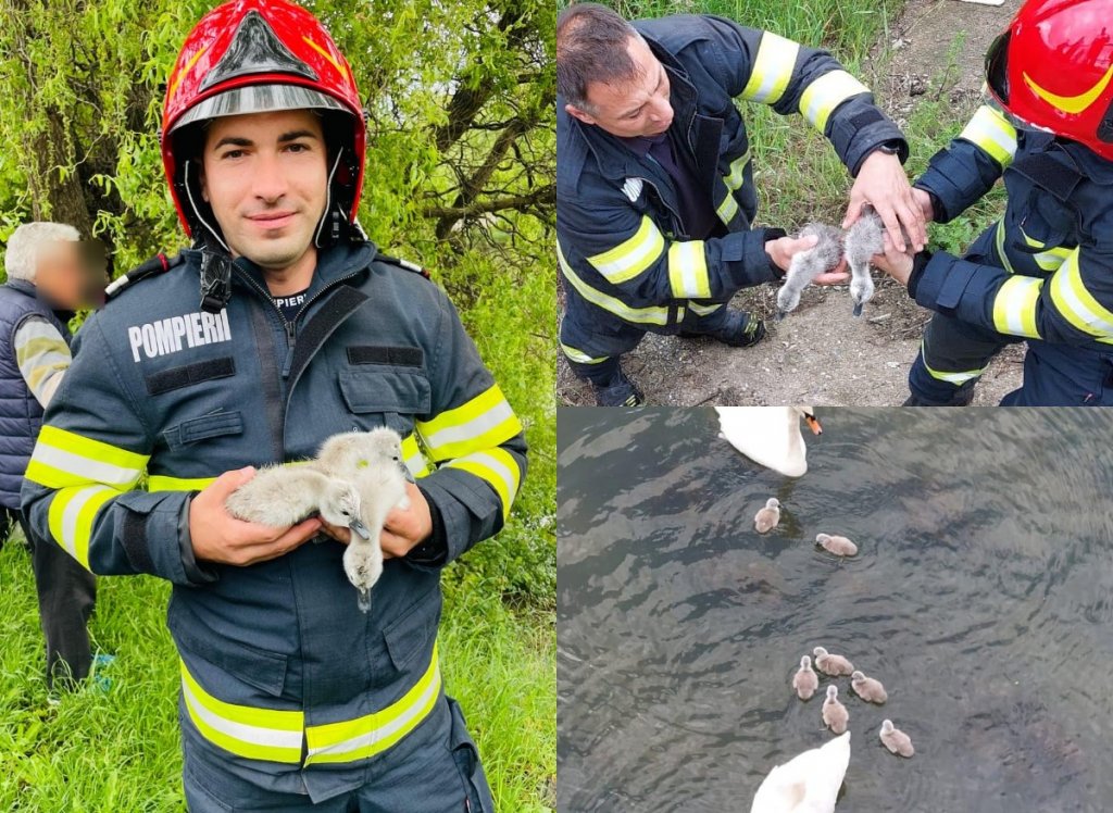 Pui de lebădă salvați din apele Someșului de pompierii clujeni