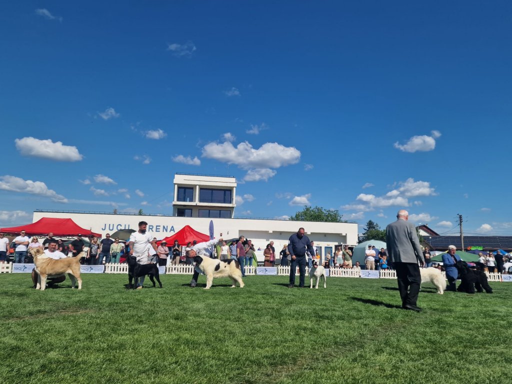 Concurs de frumusețe și expoziție de câini Napoca Dog Show, la Jucu