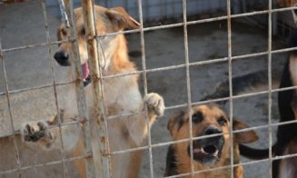 O nouă campanie de sterilizări gratuite pentru câini cu sau fără stăpân, la Dej
