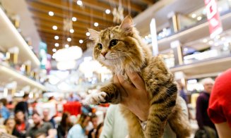 Pisica Transilvană, prima rasă românească recunoscută mondial, și alte zeci de feline de rasă pot fi admirate la Iulius Mall Cluj, în cadrul WCF International Cat Show