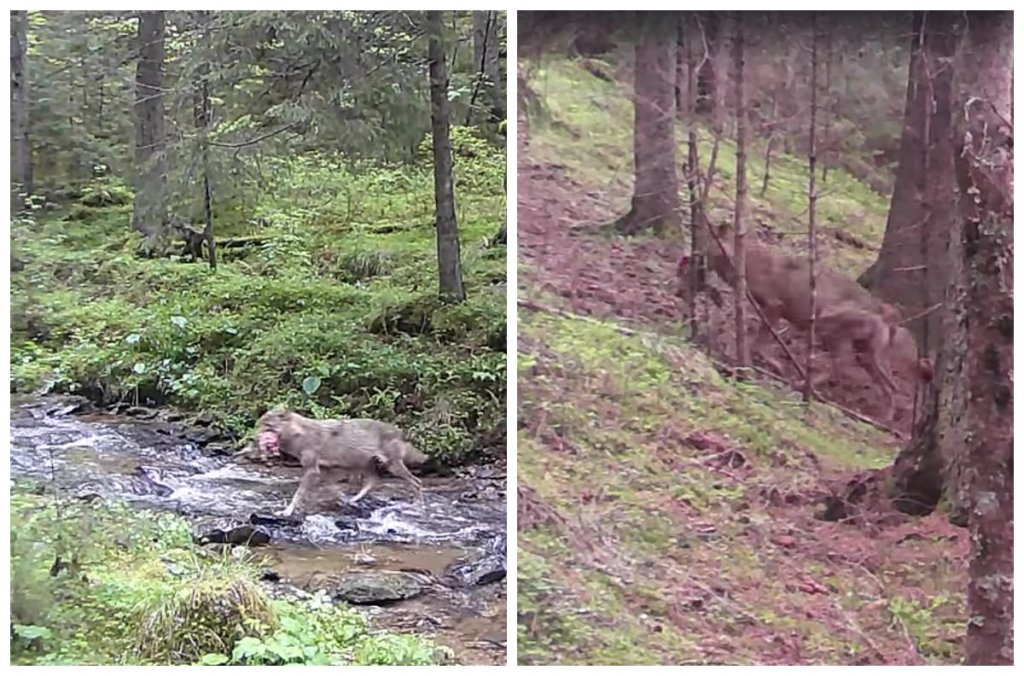 Imagini rare în Parcul Natural Apuseni: Un lup cu pradă și unul șchiop, surprinși de camerele de monitorizare
