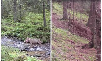Imagini rare în Parcul Natural Apuseni: Un lup cu pradă și unul șchiop, surprinși de camerele de monitorizare