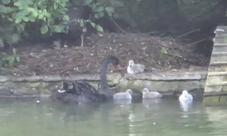 Avem şi bobocei de lebădă neagră în Cluj-Napoca / Unde pot fi admiraţi