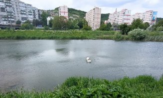 Avem şi bobocei de lebădă neagră în Cluj-Napoca / Unde pot fi admiraţi