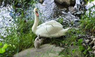 Avem şi bobocei de lebădă neagră în Cluj-Napoca / Unde pot fi admiraţi