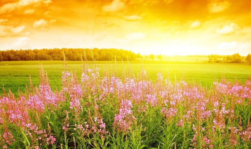 Ne așteaptă o vară fierbinte! Prognoza meteo până la jumătatea lunii iulie