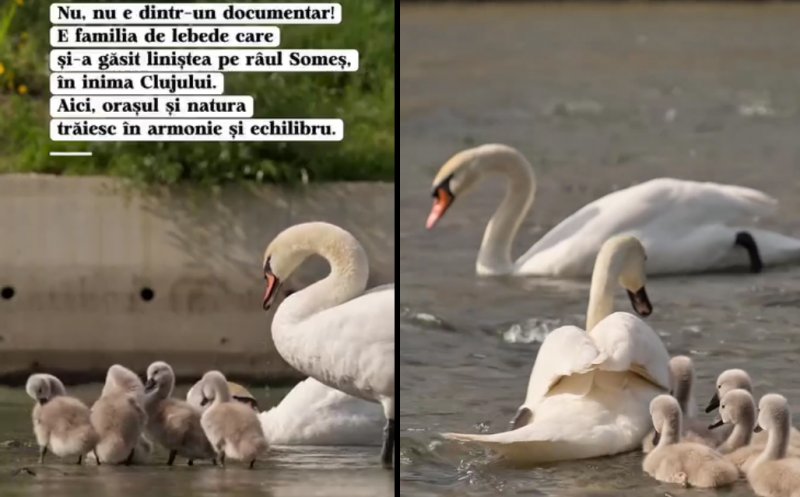 Răspunsul viceprimarului la propunerile clujenilor pentru a proteja lebedele de pâinea şi covrigii care le-ar putea ucide