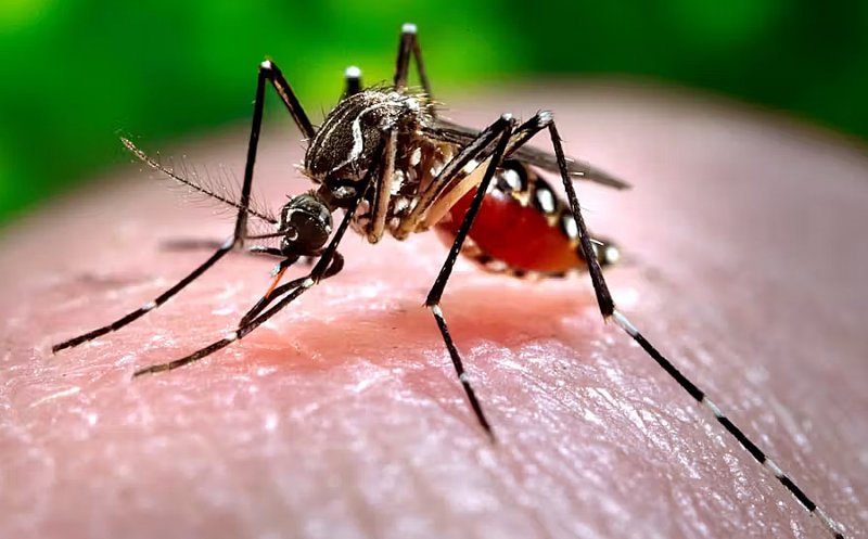 Caz de Febra Dengue în judeţul Cluj / Unde a călătorit pacientul infectat cu virusul transmis de țânțarii Aedes