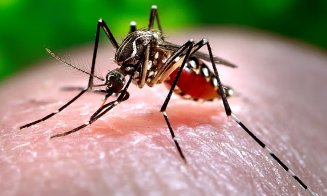 Caz de Febra Dengue în judeţul Cluj / Unde a călătorit pacientul infectat cu virusul transmis de țânțarii Aedes