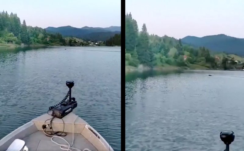 Moș Martin, frate cu David Popovici :) Un urs a traversat lacul Colibița înot, mai ceva ca un olimpic
