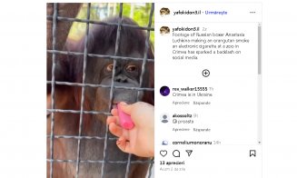 Gest ȘOCANT la o grădină zoologică / Cum și-a bătut joc de un urangutan o sportivă de 24 de ani