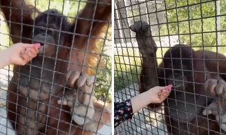 Gest ȘOCANT la o grădină zoologică / Cum și-a bătut joc de un urangutan o sportivă de 24 de ani