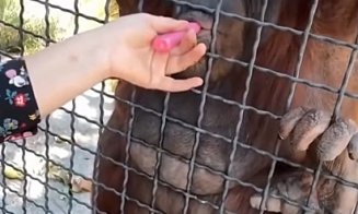 Gest ȘOCANT la o grădină zoologică / Cum și-a bătut joc de un urangutan o sportivă de 24 de ani
