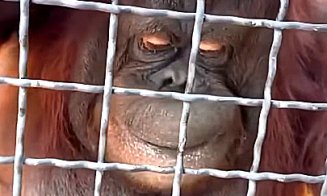 Gest ȘOCANT la o grădină zoologică / Cum și-a bătut joc de un urangutan o sportivă de 24 de ani