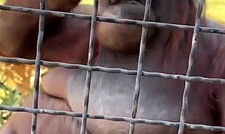 Gest ȘOCANT la o grădină zoologică / Cum și-a bătut joc de un urangutan o sportivă de 24 de ani