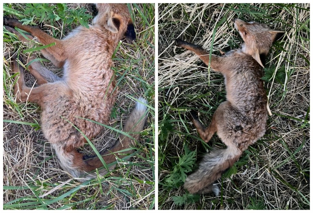 Suspiciuni de otrăvire deliberată a animalelor sălbatice în Cluj. Vulpi găsite moarte în cartierul Bună Ziua