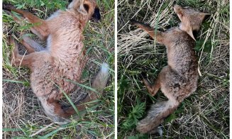 Suspiciuni de otrăvire deliberată a animalelor sălbatice în Cluj. Vulpi găsite moarte în cartierul Bună Ziua
