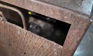 Primele imagini cu unul dintre puii ursoaicei ucise pe Transfăgărășan, după ce a ajuns la sanctuar. Care este starea animalului