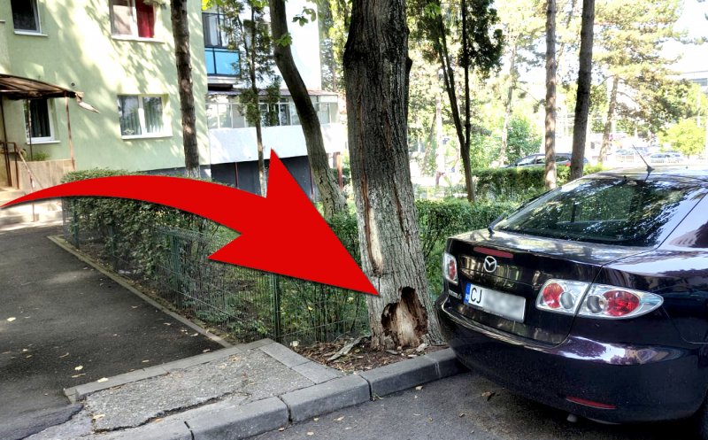 Pericol în Mănăştur. Peste cine se va prăbuşi copacul şubred de pe Clăbucet la prima furtună? / "De câte ori trec pe lângă el mă cuprinde frica..."