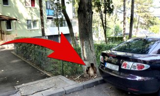 Pericol în Mănăştur. Peste cine se va prăbuşi copacul şubred de pe Clăbucet la prima furtună? / "De câte ori trec pe lângă el mă cuprinde frica..."