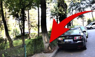 Pericol în Mănăştur. Peste cine se va prăbuşi copacul şubred de pe Clăbucet la prima furtună? / "De câte ori trec pe lângă el mă cuprinde frica..