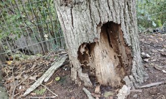 Pericol în Mănăştur. Peste cine se va prăbuşi copacul şubred de pe Clăbucet la prima furtună? / "De câte ori trec pe lângă el mă cuprinde frica..