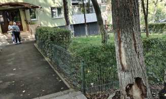 Pericol în Mănăştur. Peste cine se va prăbuşi copacul şubred de pe Clăbucet la prima furtună? / "De câte ori trec pe lângă el mă cuprinde frica..
