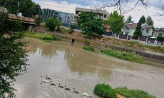 Lebedele la control: Lovite cu picioarele pe Lacul Chios de cetățenii care se dau cu hidrobicicletele