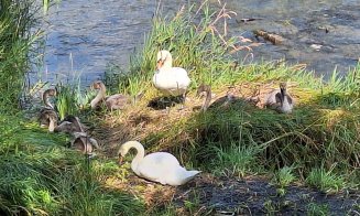 Lebedele la control: Lovite cu picioarele pe Lacul Chios de cetățenii care se dau cu hidrobicicletele