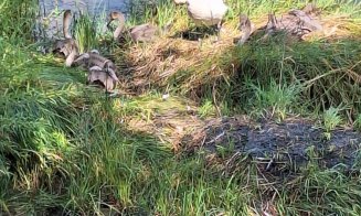 Lebedele la control: Lovite cu picioarele pe Lacul Chios de cetățenii care se dau cu hidrobicicletele