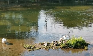 Lebedele la control: Lovite cu picioarele pe Lacul Chios de cetățenii care se dau cu hidrobicicletele
