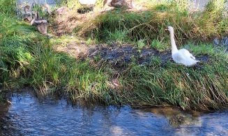 Lebedele la control: Lovite cu picioarele pe Lacul Chios de cetățenii care se dau cu hidrobicicletele