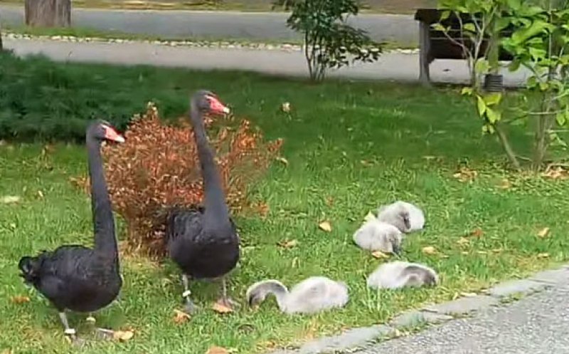 Lebedele la control: Lovite cu picioarele pe Lacul Chios sau apucate de gât de cei care se dau cu hidrobicicletele