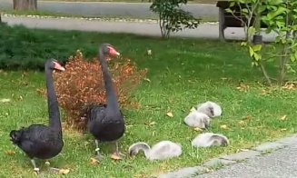 Lebedele la control: Lovite cu picioarele pe Lacul Chios sau apucate de gât de cei care se dau cu hidrobicicletele