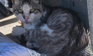 Animale mutilate, legate și ținute în soare, fără apă, fără hrană: Înainte de orice ar trebui să ne conducă omenia