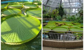 Spectacol botanic rar la Cluj-Napoca: Nufărul care susține 34 kg și își deschide floarea pentru o singură zi