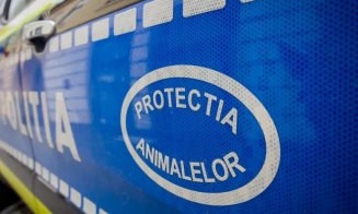 Pui de câine lăsat pe balconul unui imobil din Cluj. Protecția Animalelor a intervenit