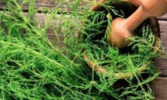 Planta de pe marginea drumului care prelungește viața. A fost considerată medicament încă din antichitate