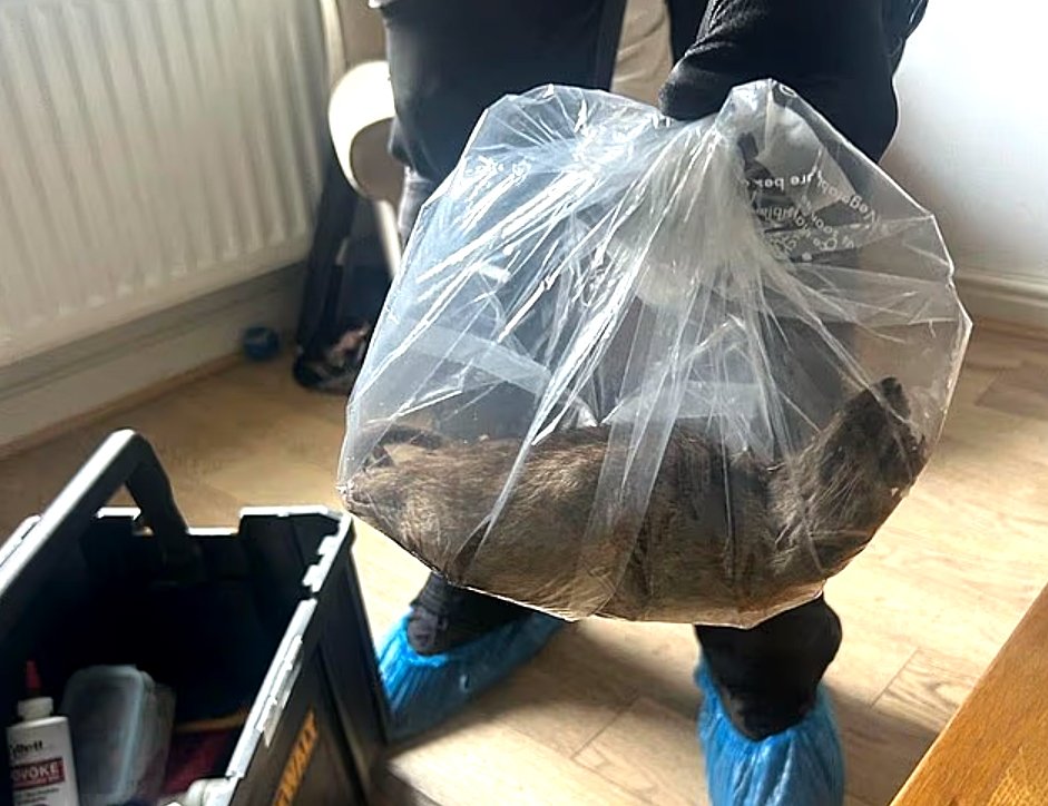 Șobolan gigant, mare cât un câine, prins într-o locuință / Șoc și dezgust după ce fotografia cu rozătoarea de 55 cm a fost postată pe internet