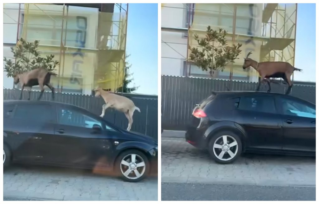 Surpriză pe străzile din Cluj: Două capre au luat la pas orașul și s-au urcat pe o mașină. "Sunt la defilare"