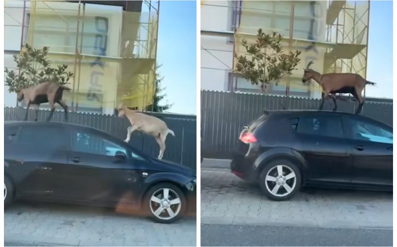 Surpriză pe străzile din Cluj: Două capre au luat la pas orașul și s-au urcat pe o mașină. "Sunt la defilare"