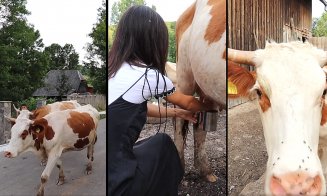 Satul din Cluj unde se vorbeste o ”limbă secretă”, limba de sticlă. HaiHui în doi, la muls vacile