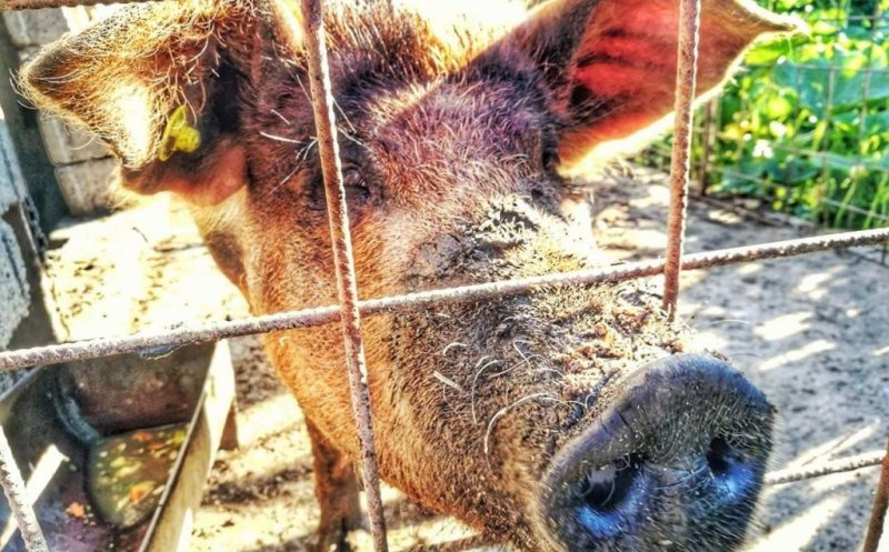Focar de pestă porcină descoperit într-o comună din județul Cluj