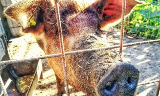 Focar de pestă porcină descoperit într-o comună din județul Cluj
