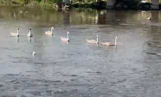 A fost mare panică în oraș: Cică UNTOLD-ul va fugări bietele lebede de pe Someș / Relax