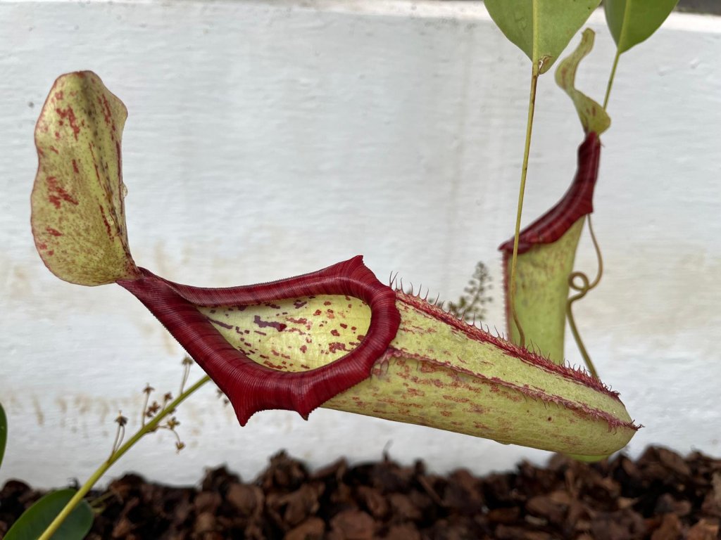 Expoziție inedită la Grădina Botanică. Peste 50 de specii de plante carnivore îi așteaptă pe curioși