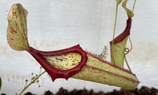 Expoziție inedită la Grădina Botanică. Peste 50 de specii de plante carnivore îi așteaptă pe curioși