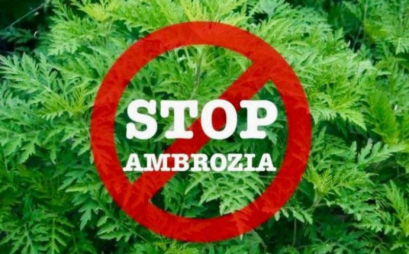 Prefectura Cluj trage un semnal de alarmă: ambrozia sufocă județul. Proprietarii de terenuri riscă amenzi uriașe
